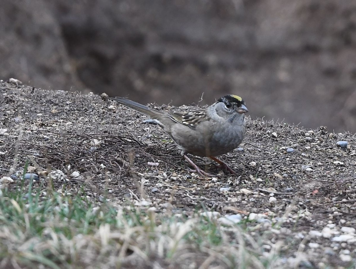 Golden-crowned Sparrow - ML385387421