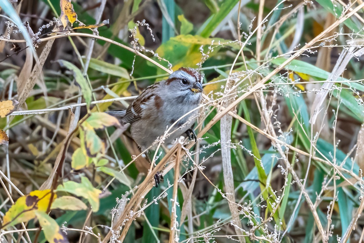 American Tree Sparrow - ML385387491