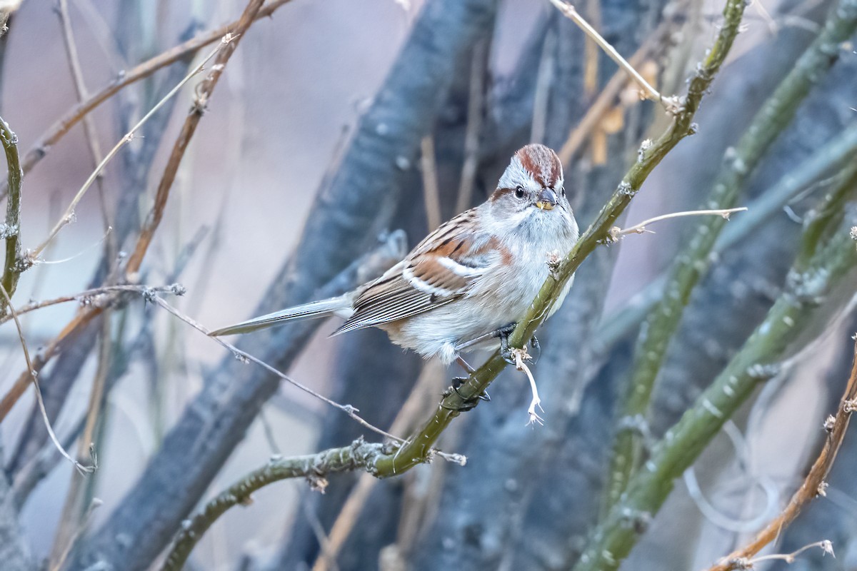 American Tree Sparrow - ML385387531