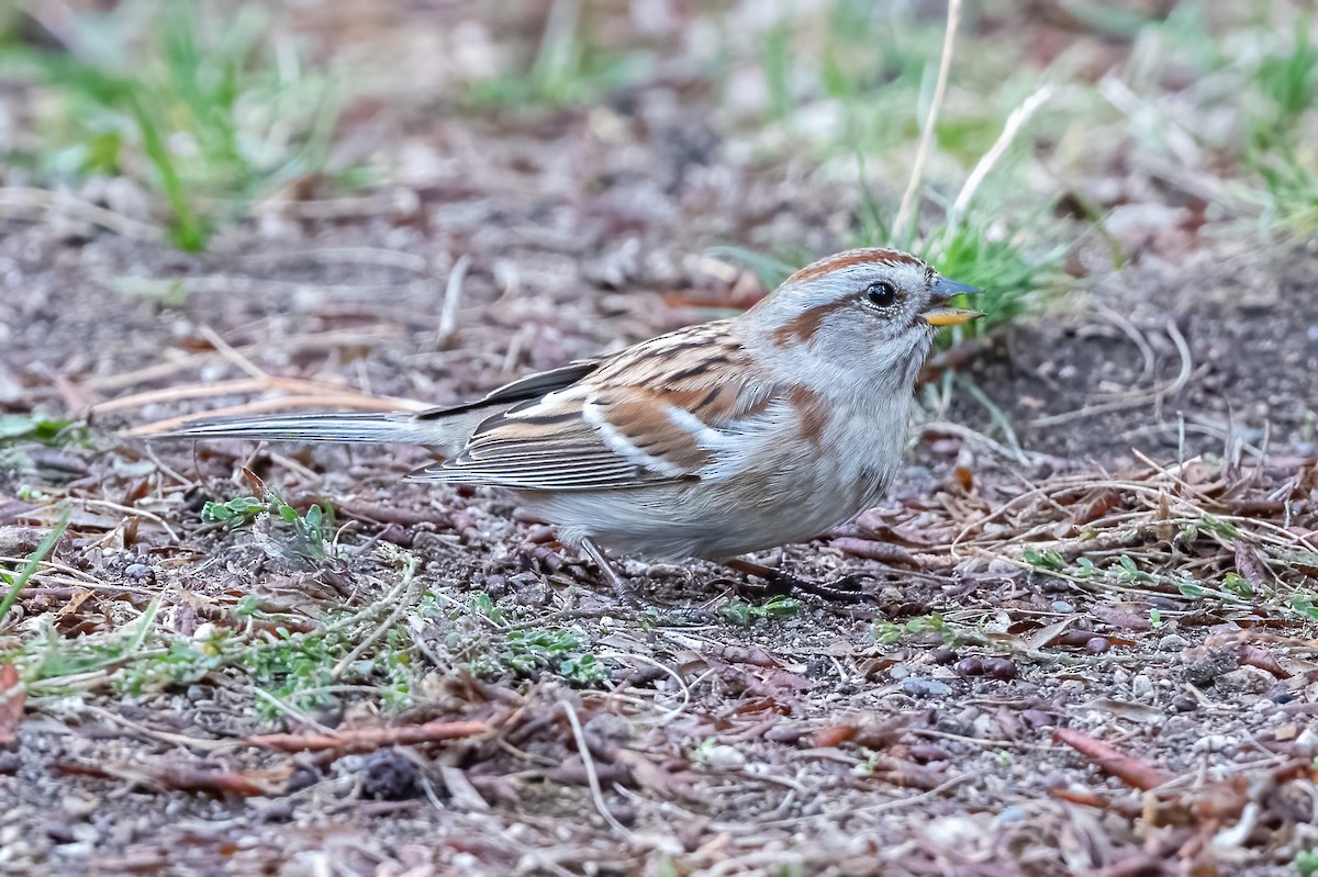 American Tree Sparrow - ML385387551