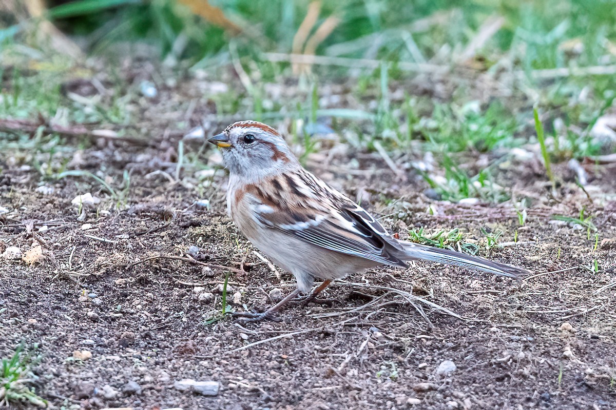 American Tree Sparrow - ML385387561