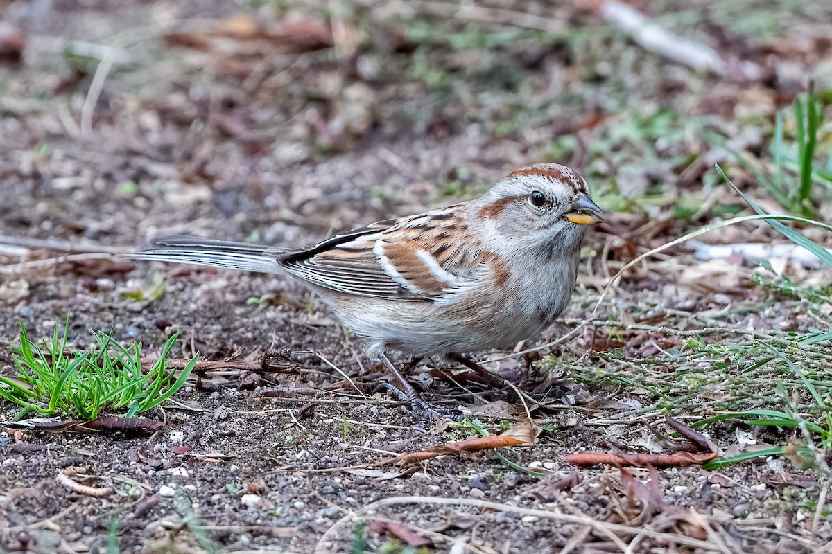 American Tree Sparrow - ML385387571