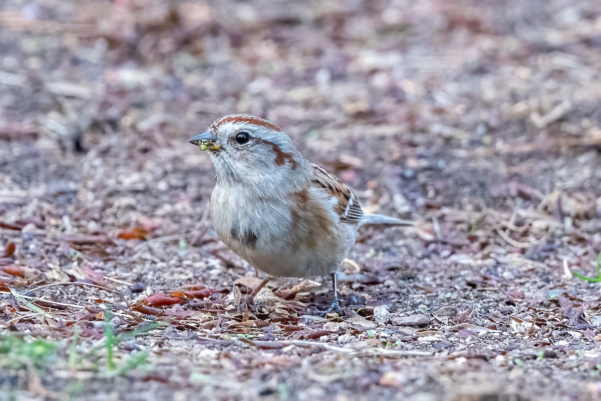 American Tree Sparrow - ML385387581