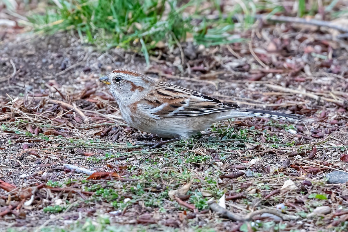 American Tree Sparrow - ML385387591