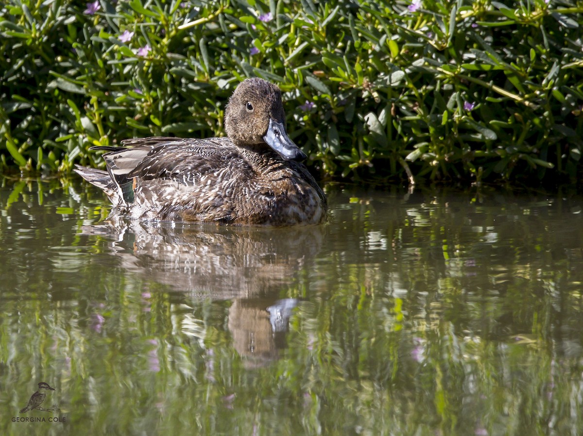 Northern Pintail - Georgina Cole