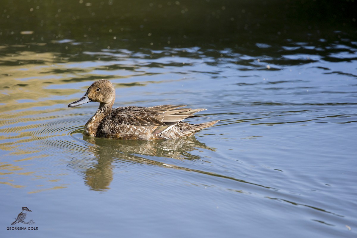 Northern Pintail - Georgina Cole