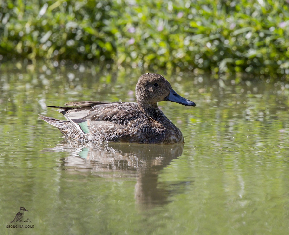 Northern Pintail - Georgina Cole