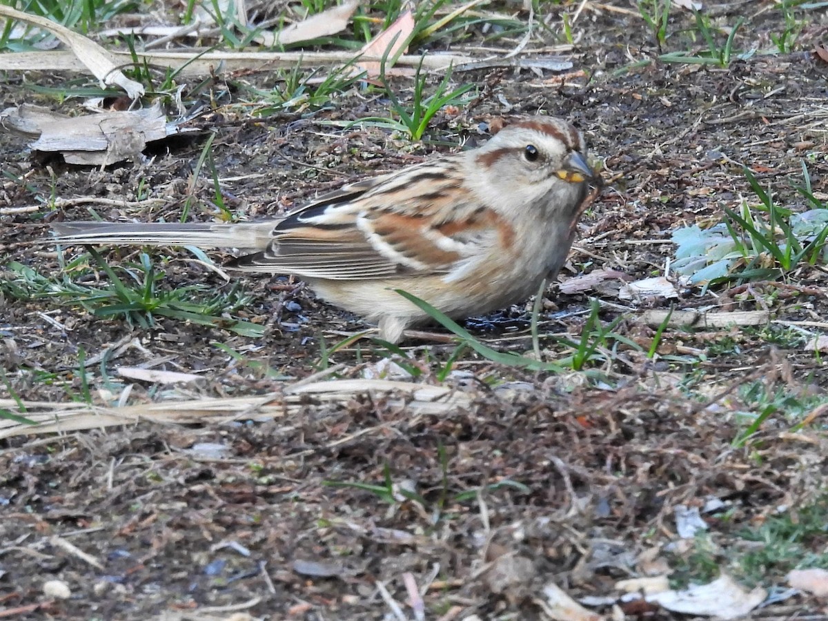 American Tree Sparrow - ML385390131