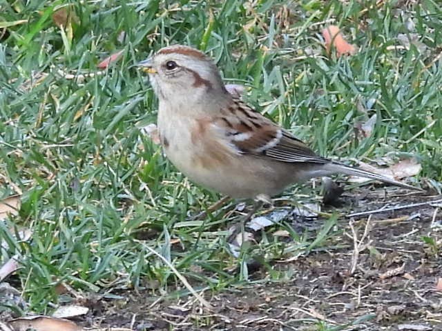 American Tree Sparrow - ML385390141