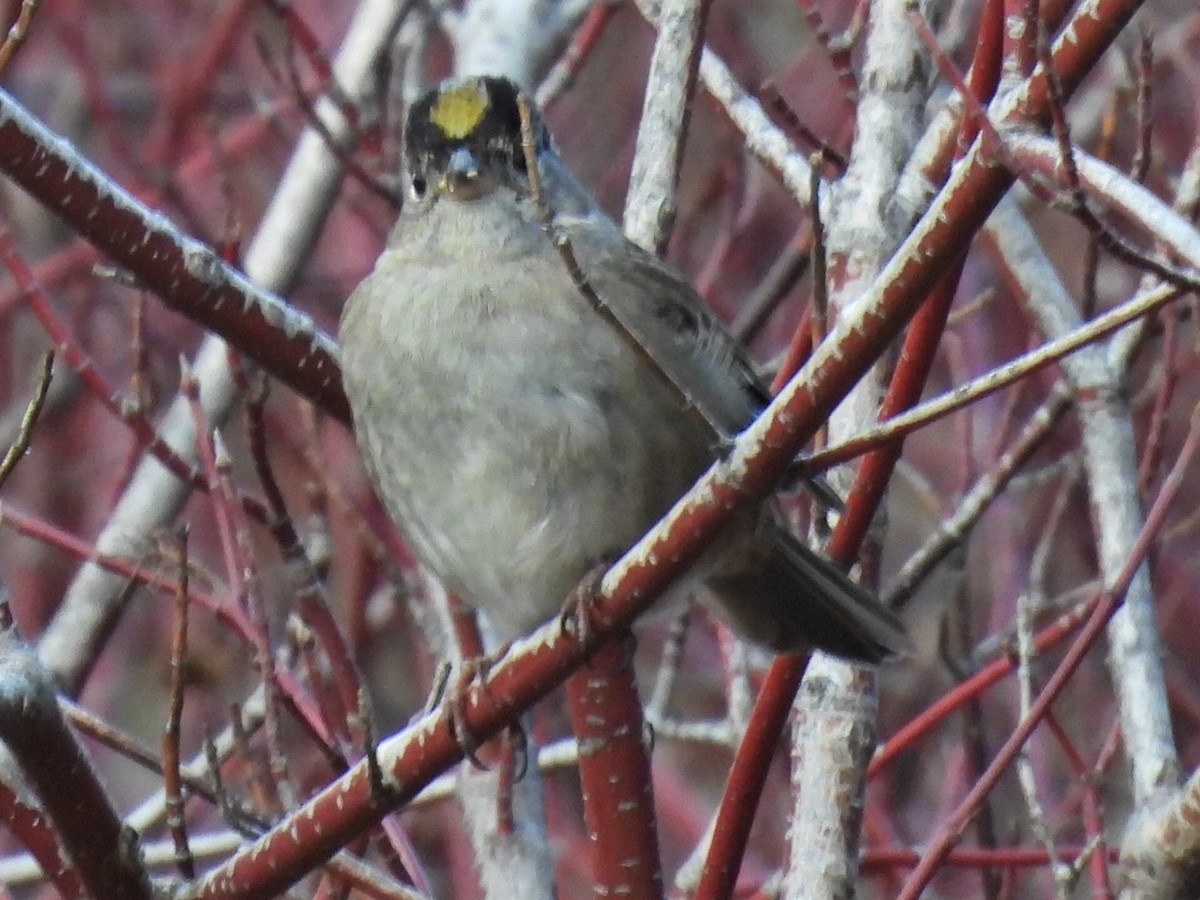 Golden-crowned Sparrow - ML385390191