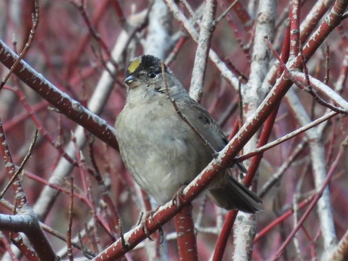 Golden-crowned Sparrow - ML385390201