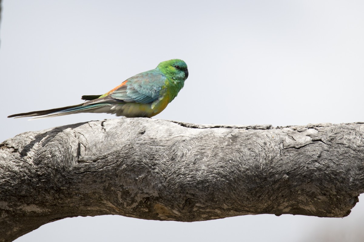 Red-rumped Parrot - ML385390321