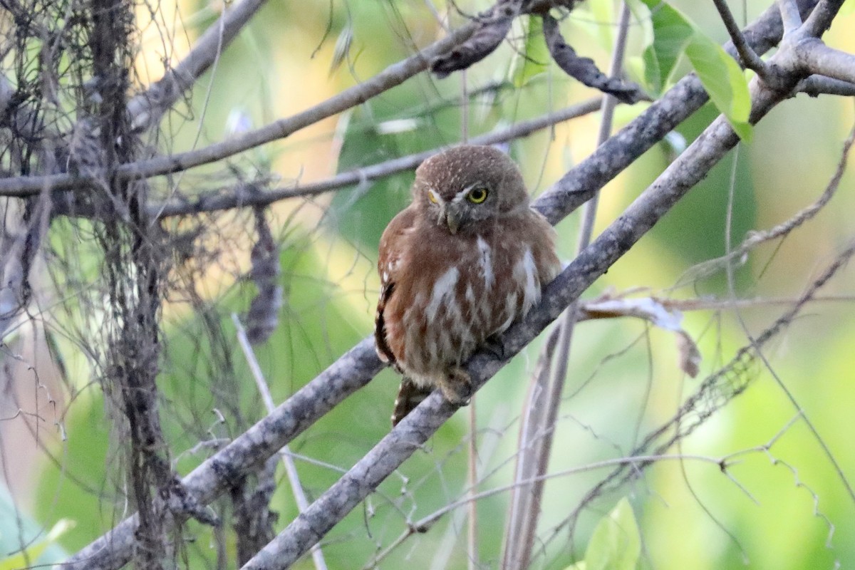 Ferruginous Pygmy-Owl - ML385390411