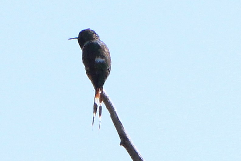 Sparkling-tailed Hummingbird - ML385390701