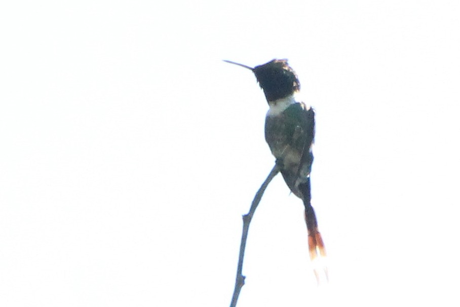 Sparkling-tailed Hummingbird - ML385390711