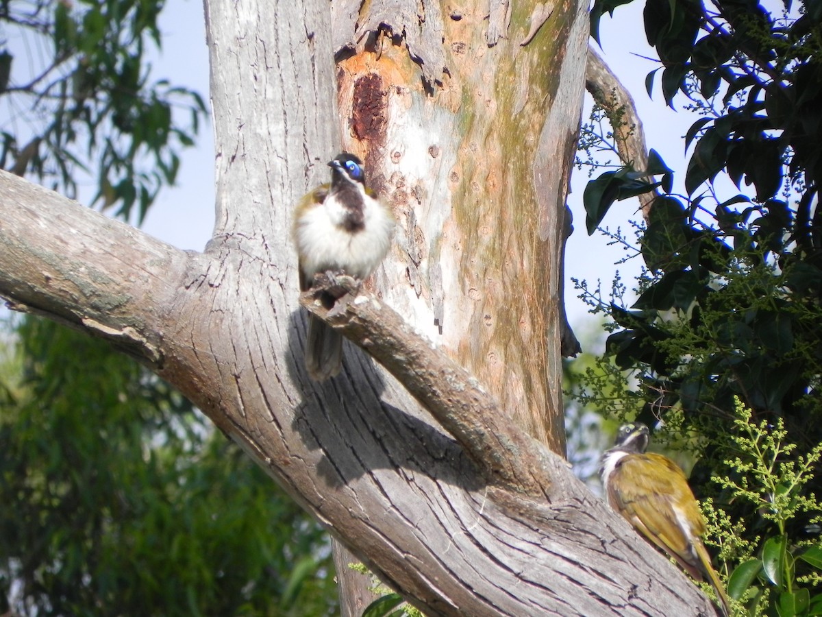 Blue-faced Honeyeater - ML385392261