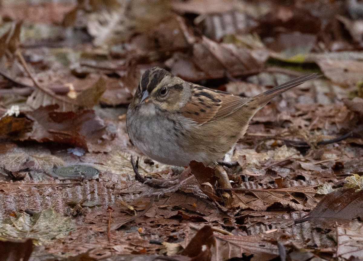 Swamp Sparrow - ML385392611