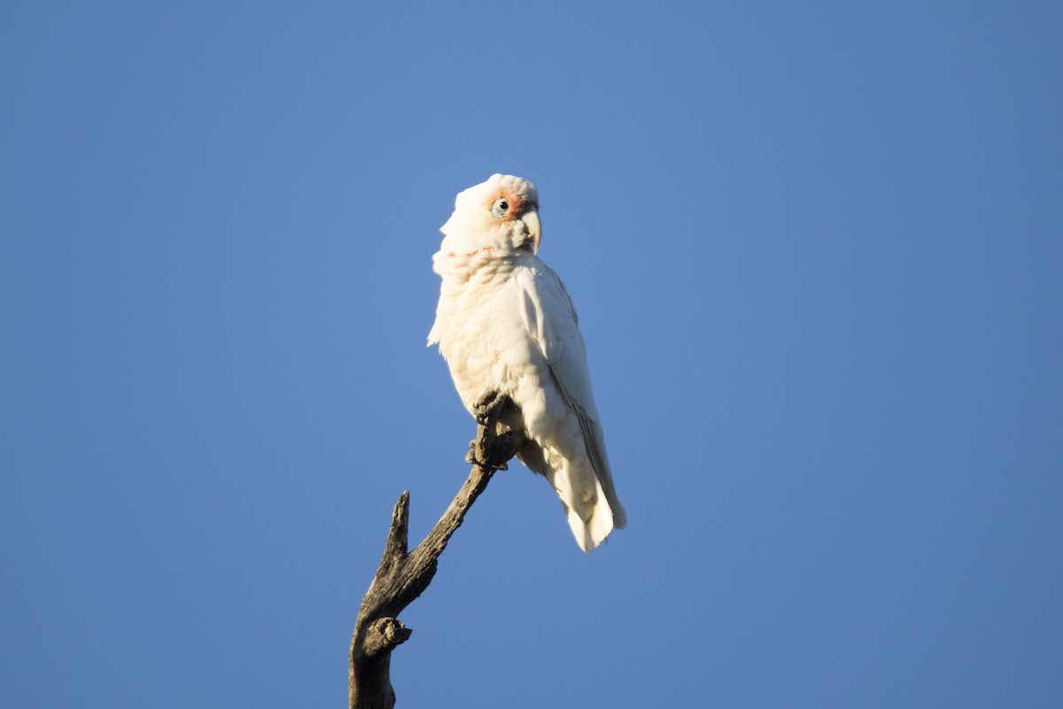 Long-billed Corella - ML385393101