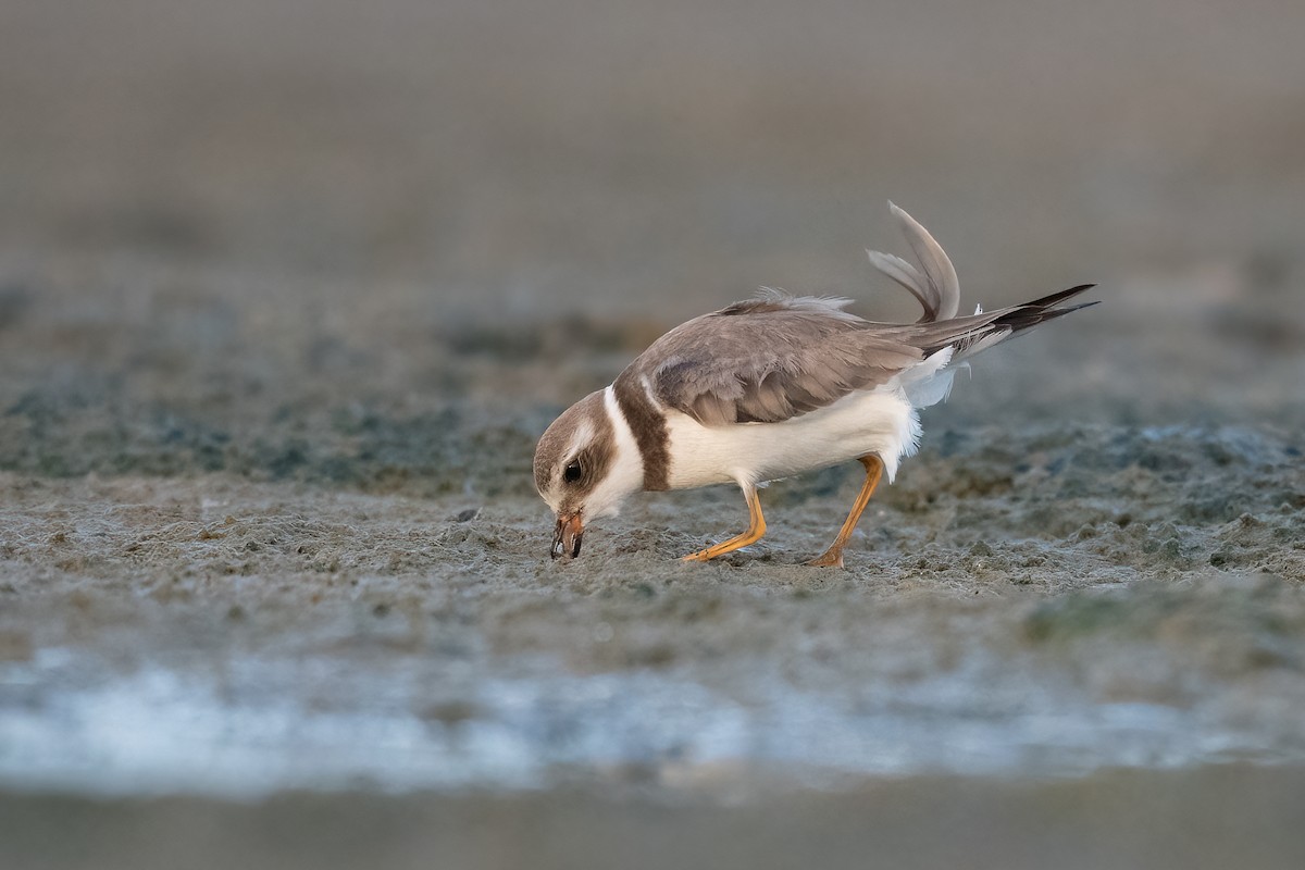 Semipalmated Plover - ML385395501