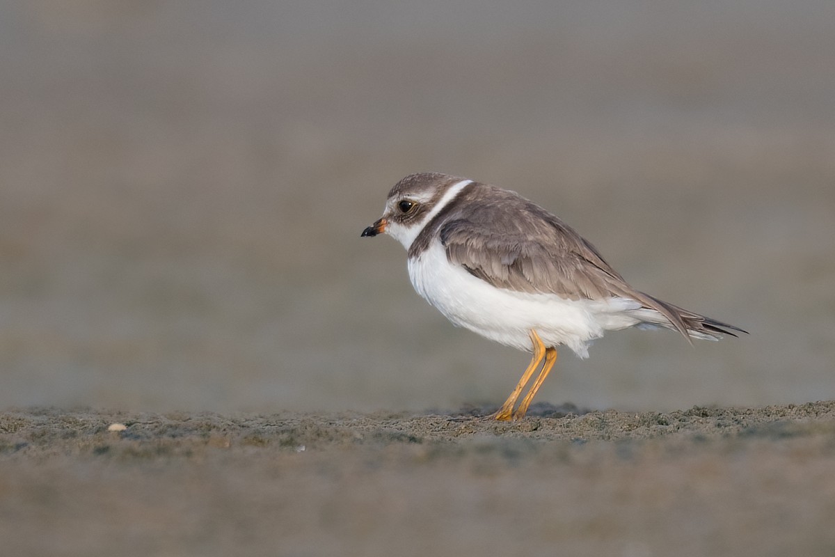 Semipalmated Plover - Terence Alexander