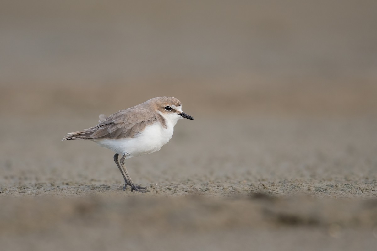 Red-capped Plover - ML385395721