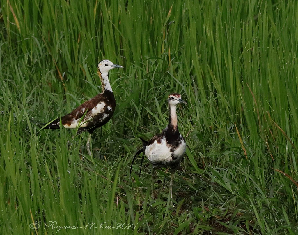 Pheasant-tailed Jacana - Ragoo  Rao