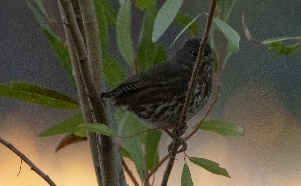 Fox Sparrow (Sooty) - ML385396831