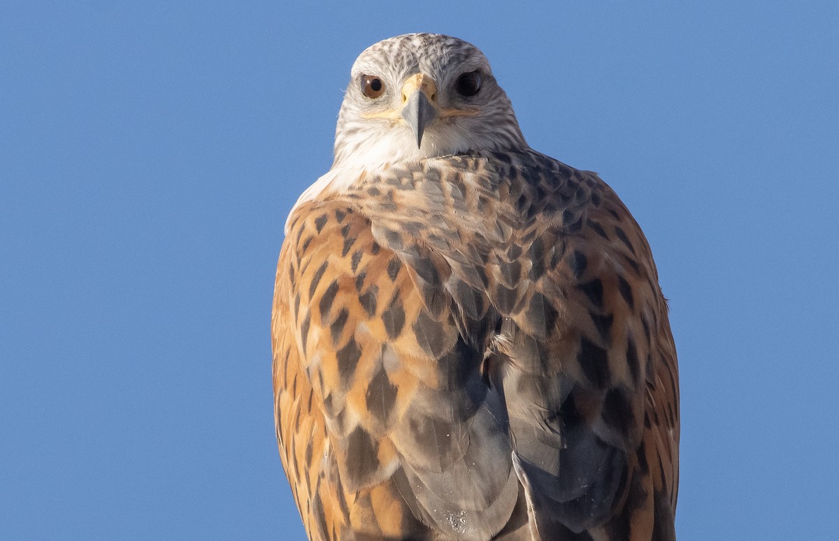 Ferruginous Hawk - ML385397011