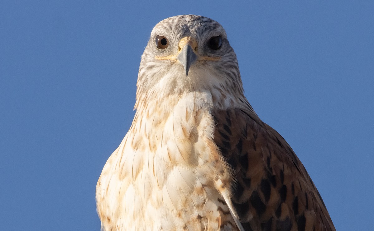 Ferruginous Hawk - ML385397021