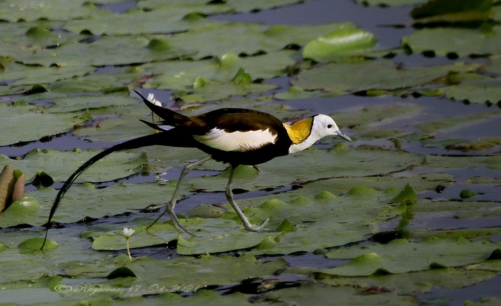 Pheasant-tailed Jacana - Ragoo  Rao