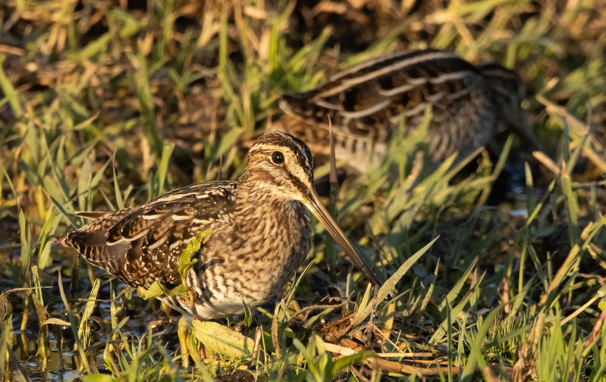 Wilson's Snipe - ML385397301