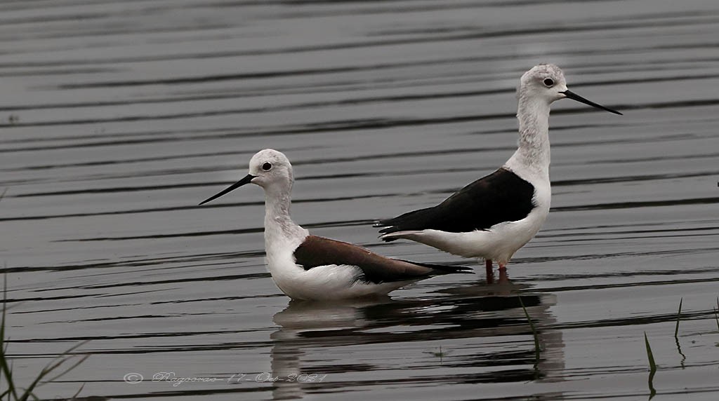 Black-winged Stilt - Ragoo  Rao