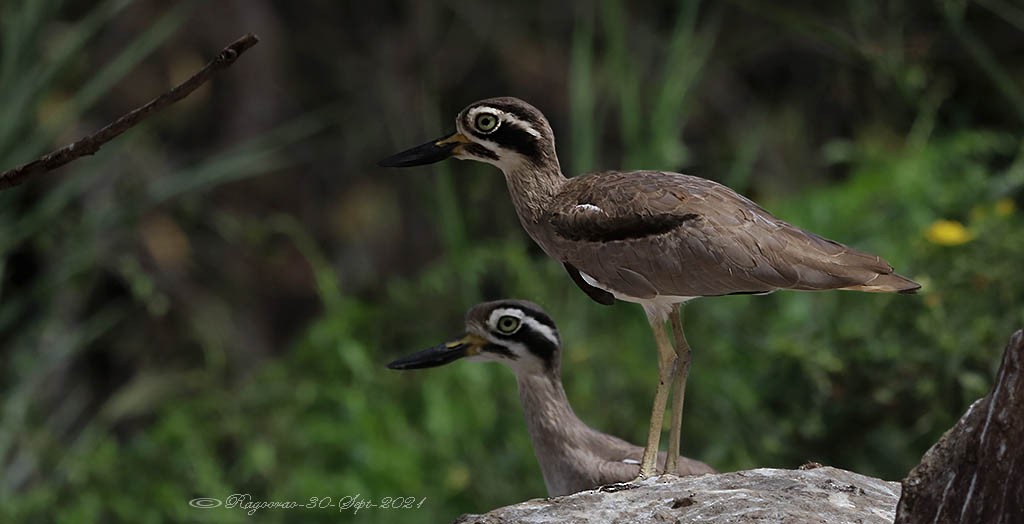 Great Thick-knee - Ragoo  Rao