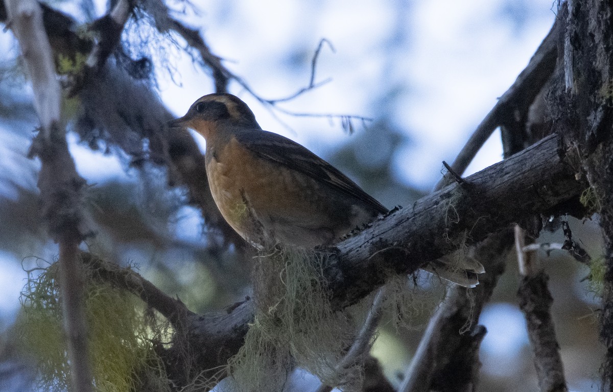 Varied Thrush - ML385397821