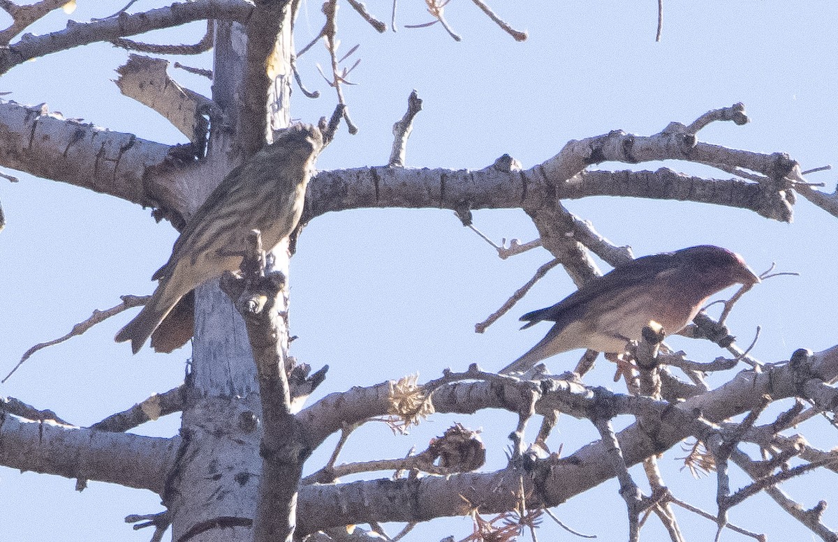 Purple Finch - ML385397841