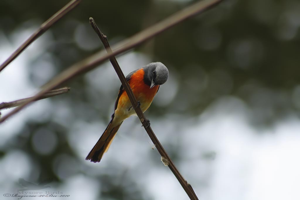 Small Minivet - Ragoo  Rao