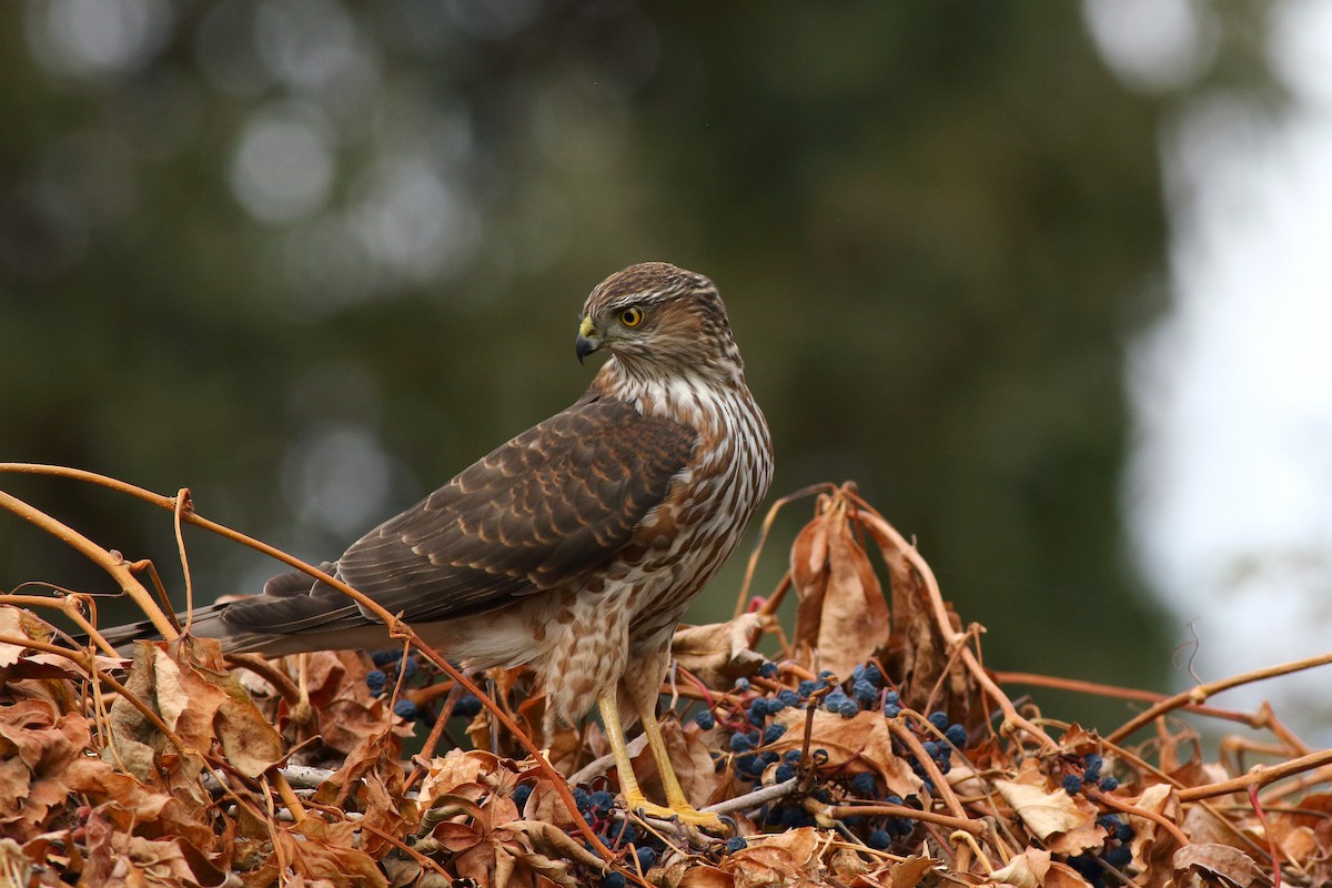 Sharp-shinned Hawk - ML385398931