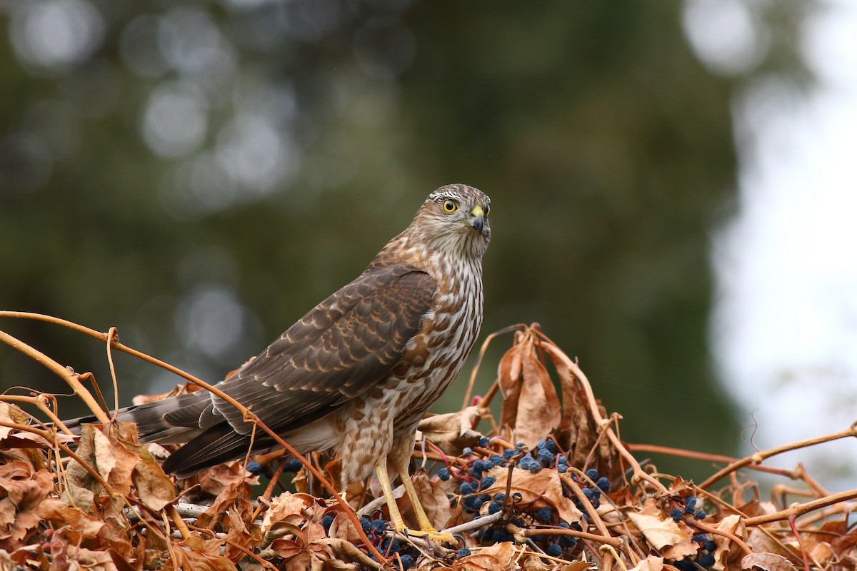 Sharp-shinned Hawk - ML385399001