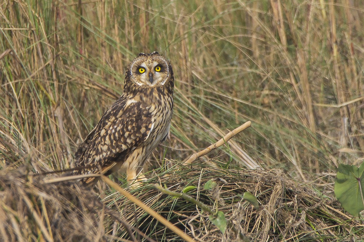 Short-eared Owl - SANTANAB MAJUMDER