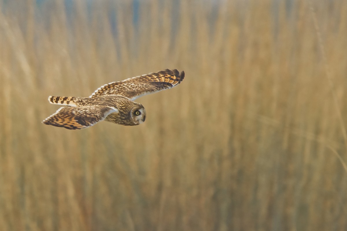 Short-eared Owl - ML385399841