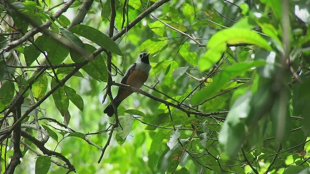 Black-winged Monarch - ML385401981