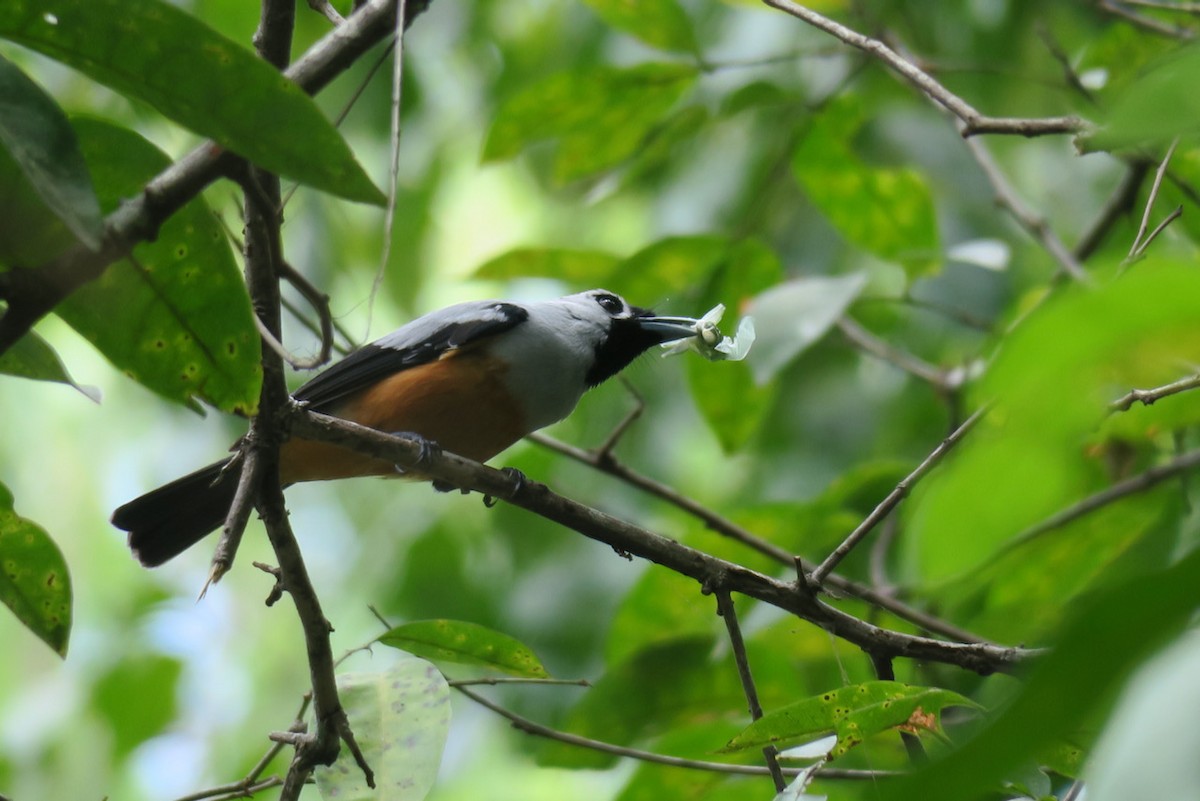 Schwarzflügelmonarch - ML385402821