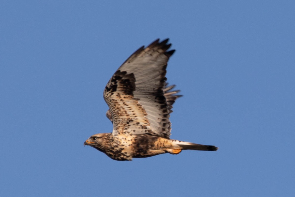 Rough-legged Hawk - ML385403241