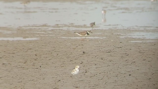 Common Ringed Plover - ML385404201