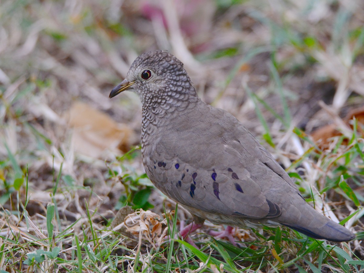 Common Ground Dove - ML38540431