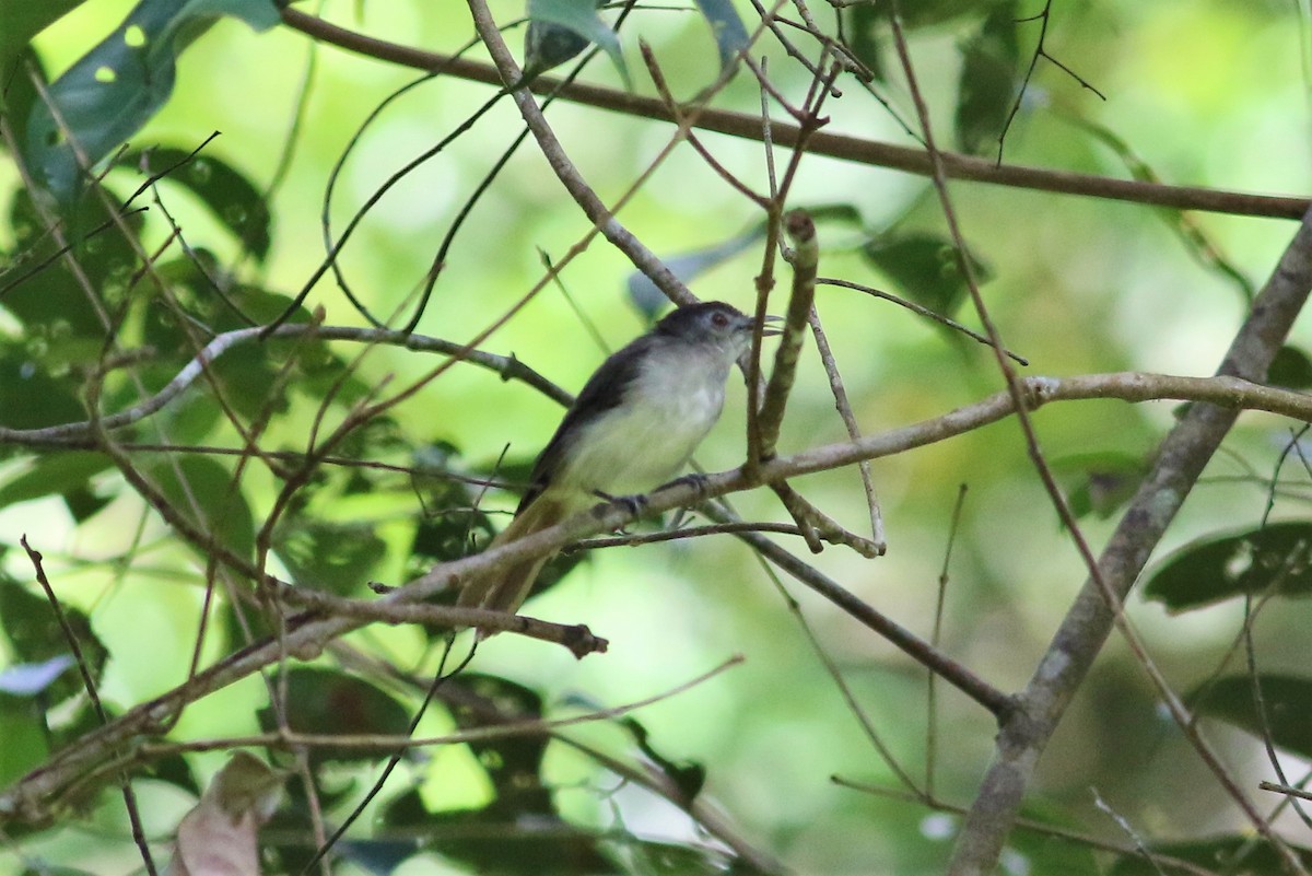 Sooty-capped Babbler - ML385406521