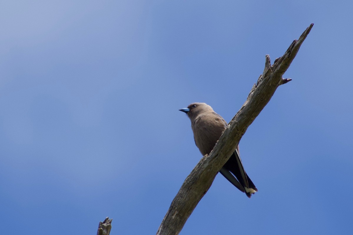 Dusky Woodswallow - ML385406971