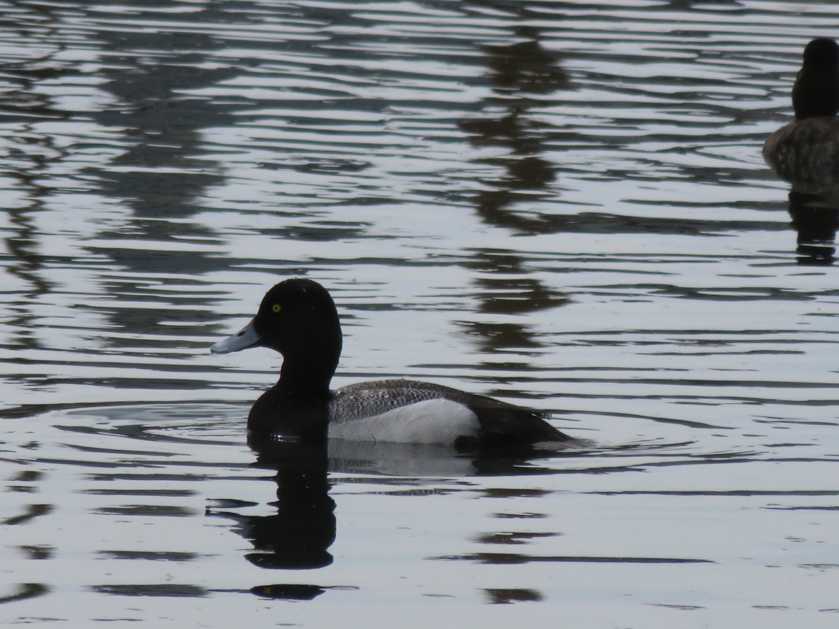 Greater Scaup - ML38540701