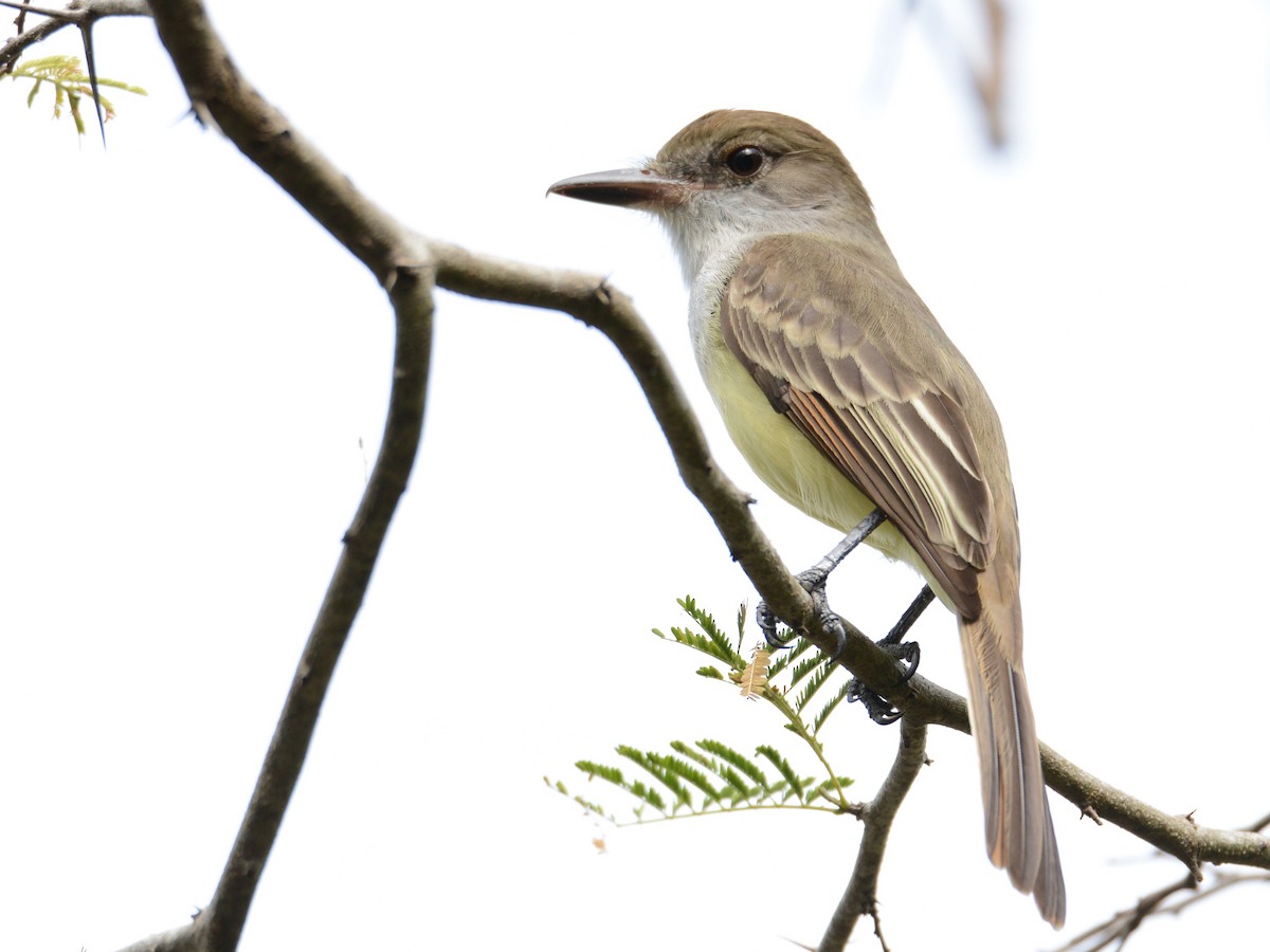 Grenada Flycatcher - ML38540791