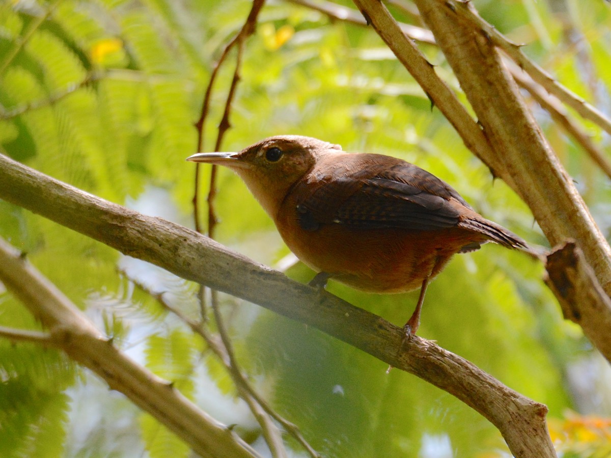 House Wren - Alan Van Norman